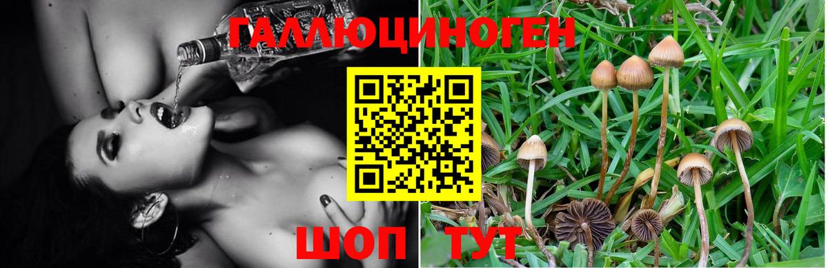 Псилоцибиновые грибы Psilocybe Строитель